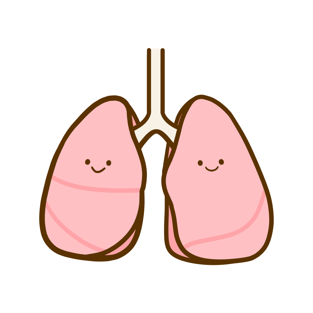 シンプルな肋骨と肺のイラスト素材のイラスト素材115072789- PIXTA