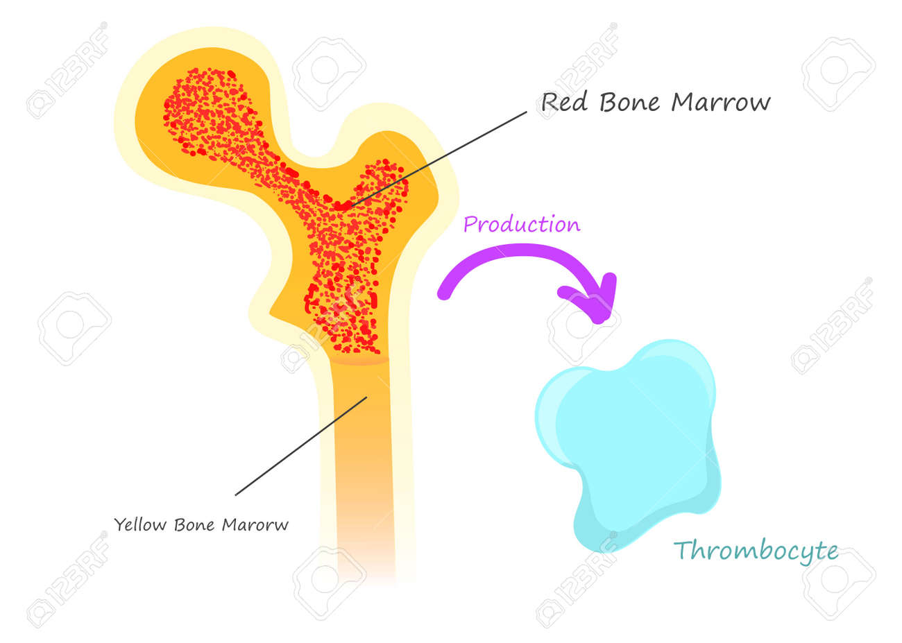血小板血小板細胞イラスト画像とPSDフリー素材透過の無料ダウンロード - Pngtree