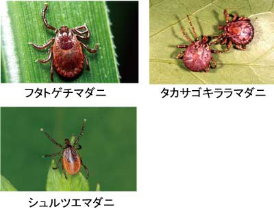 ノミ・ダニは予防しなきゃだめですか？愛知県弥富市の動物病院ならさくら動物病院