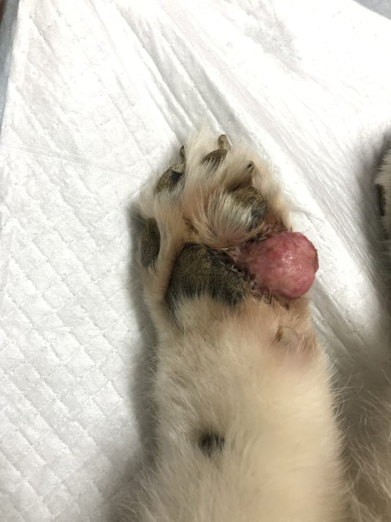 外から見える目の異常 - 神奈川県川崎市麻生区の動物病院 ハルどうぶつ病院 犬・猫のワクチン接種 健康診断 椎間板ヘルニア手術 眼の病気 内視鏡手術