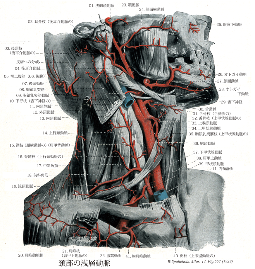 中硬膜動脈と副硬膜動脈の機能解剖 城山病院 脳血管治療科 中澤和智 ! Nakazawa