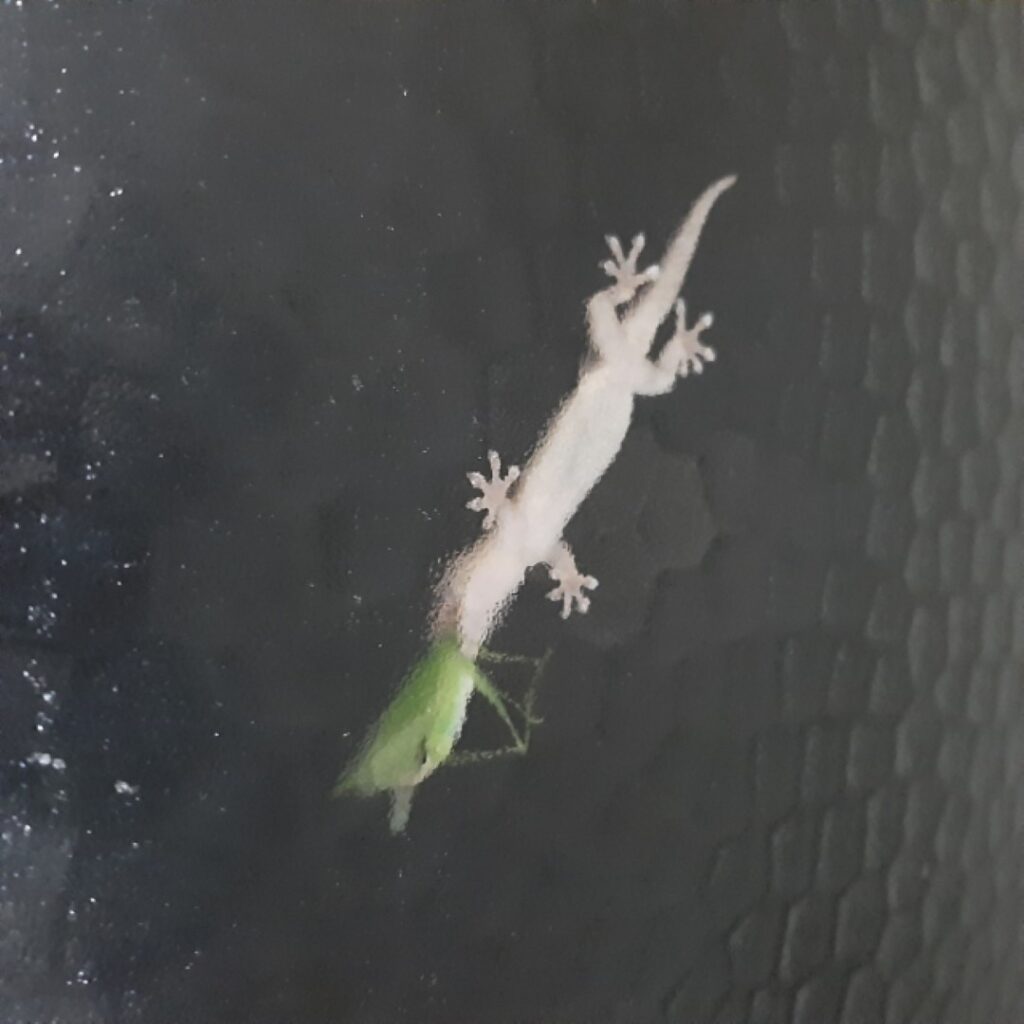 ヤモリの飼い方 餌の与え方やお世話の仕方のコツをじっくり解説！となりのカインズさん