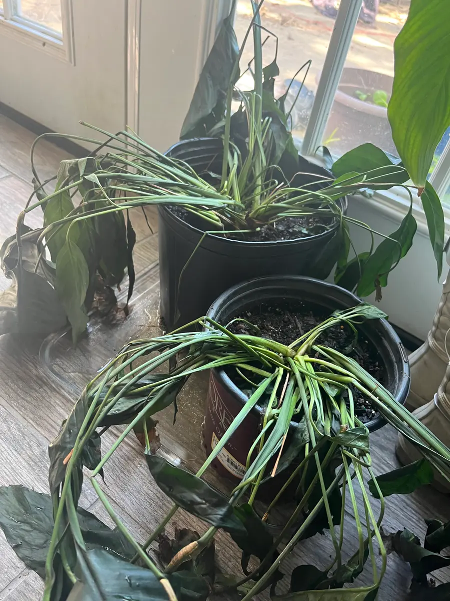 株分けした、スパティフィラムの葉先が一部黒くなってしまいました - 9月- Yahoo!知恵袋
