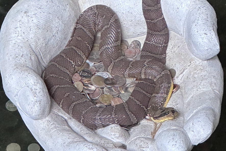 蜷局」←なんと読む？「蜷局をまく」の意味・読み方・使い方をまとめて紹介Domani