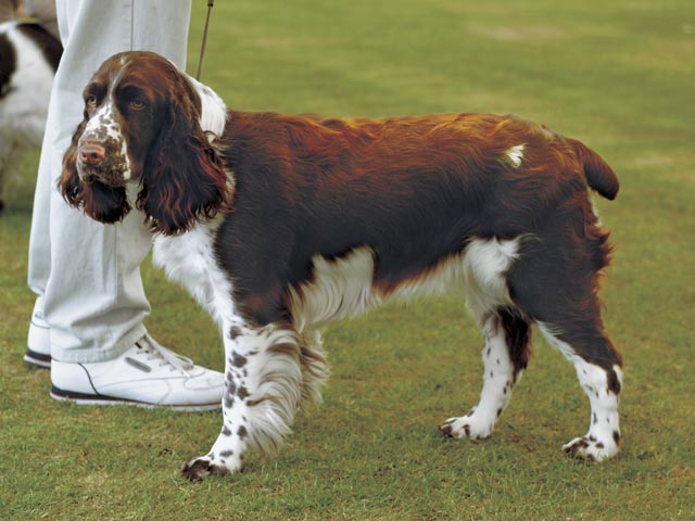 イングリッシュスプリンガースパニエル」の性格・見た目・寿命などを解説ペッティア