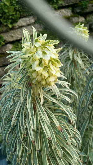 ユーフォルビア・カラキアスの育て方・栽培方法