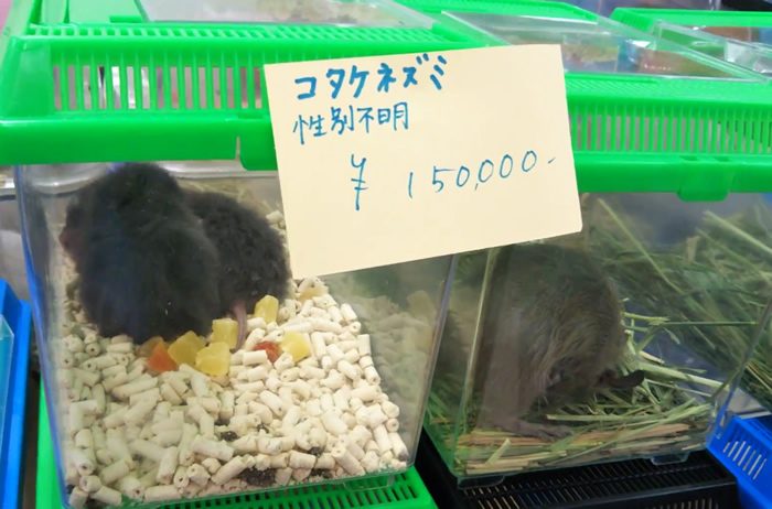 人とげっ歯類の複雑な関係：山形豪・自然写真撮影紀 - ITmedia NEWS