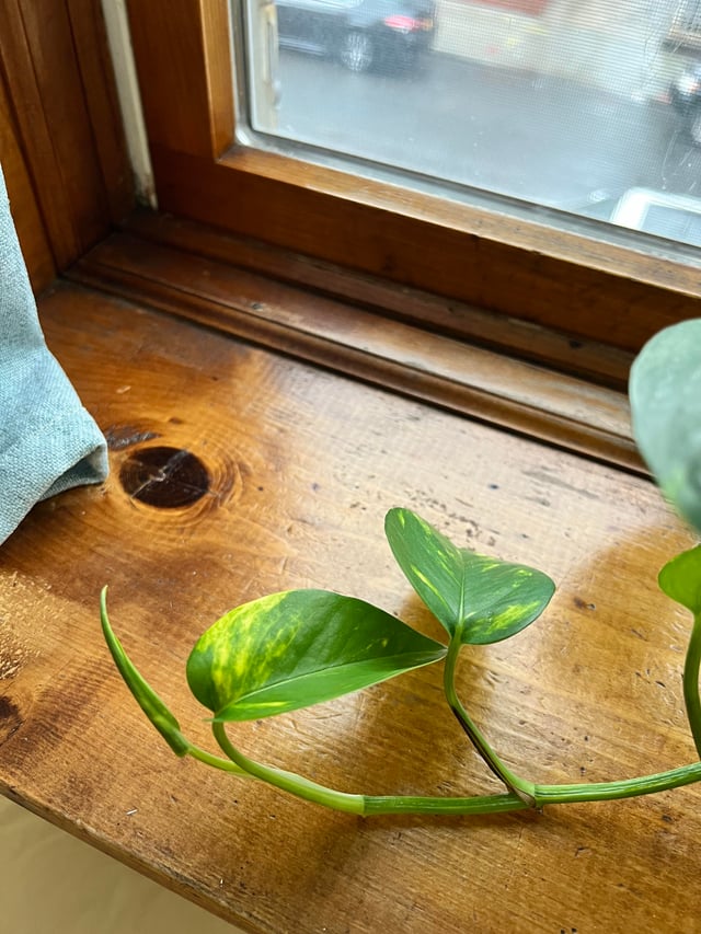 ゴールデンポトスの葉が水やり後に黄色くなる : r houseplants