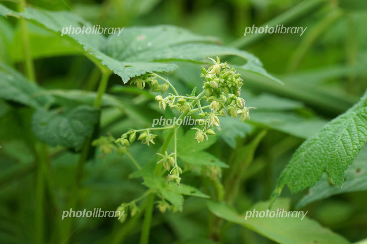 カナムグラ - 花の日記