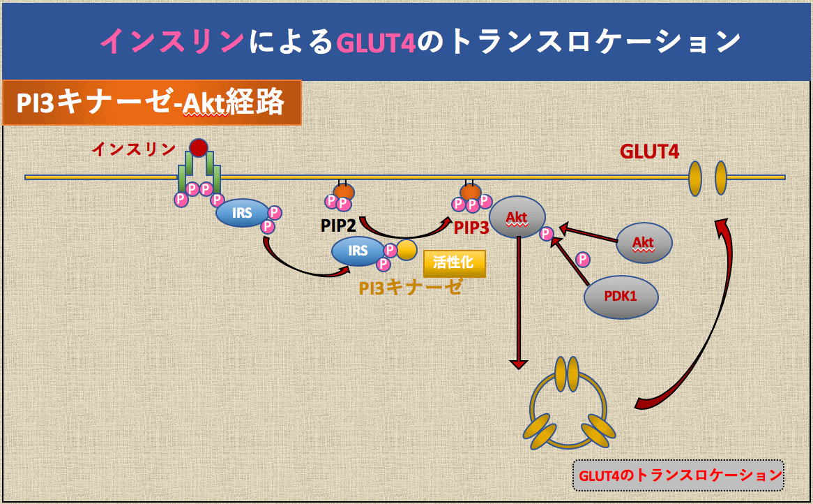 大豆麹乳酸菌発酵液の作り方 - 喜源バイオジェニックス研究所