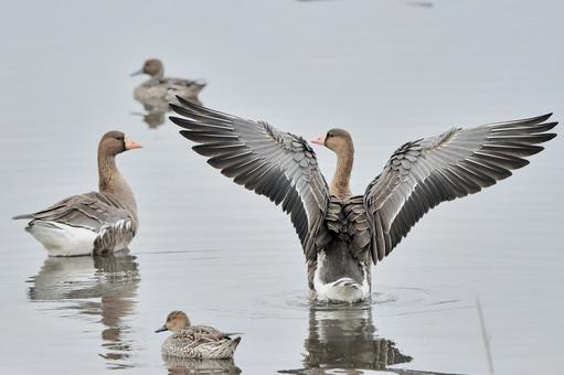 大空に舞うガンの群れ 上nippon.com