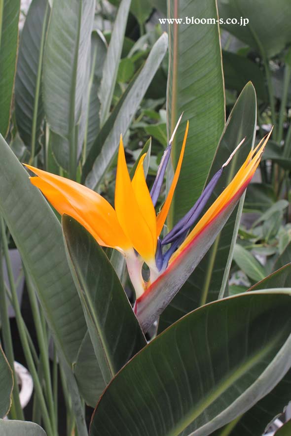 ①現品販売のストレッチア・レギネ8号鉢 極楽鳥花 今年は品薄状態です