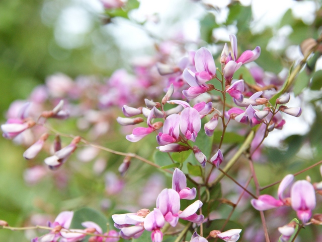 ハギの花言葉 頼りなげで儚く、しなやかでたくましい秋の七草花言葉のはなたま