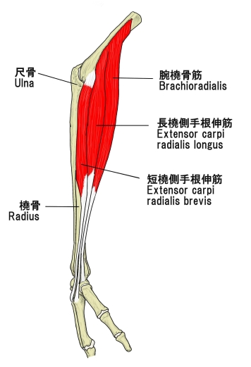 前腕を太くする腕橈骨筋メインの筋トレ 前腕35ｃｍを目指す- YouTube