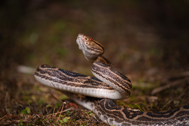 夢占い 蛇がうじゃうじゃいる夢は吉夢？状況別に意味を解説気をつけるべき点も Callat media カラットメディア