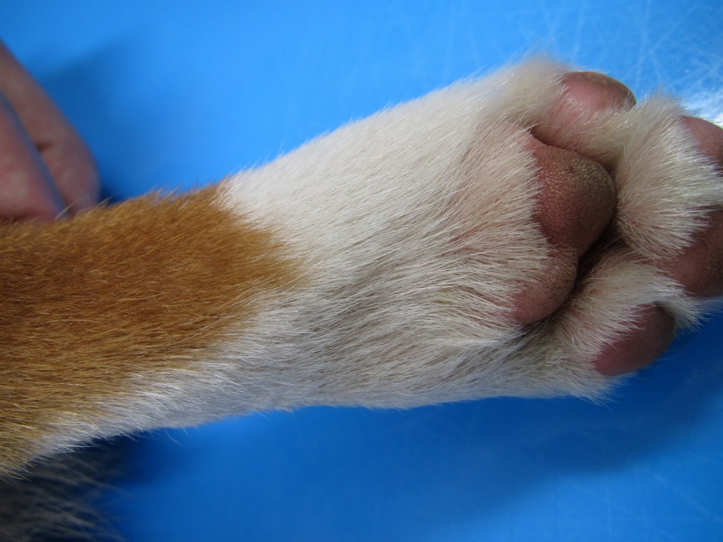 蜂に刺された翌朝、なかなか起きません https:youtu.be elzng5W7cVQ @YouTubeよりゴールデンレトリバーびすけ犬goldenretrieverdogpuppycute愛犬犬のいる暮らしいぬすたぐらむいぬびすけ物語