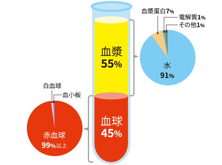 赤血球」の体をめぐる冒険！ 酸素・二酸化炭素を運ぶしくみと、血液の健康を保つ方法 親子で人体を学ぶHugKum はぐくむ