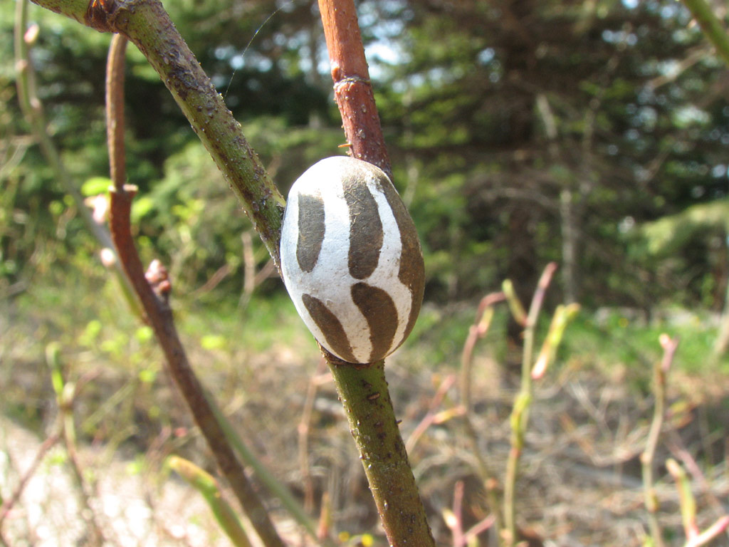 イラガ シバムシ に刺されてしまったら小森造園長野県の雑木の庭づくり