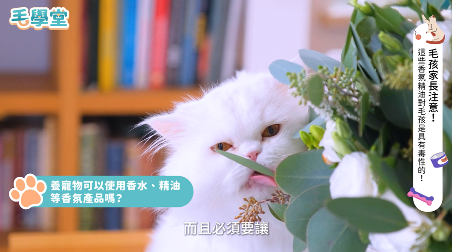 狗貓健康 天然≠無毒！除蚤用錯精油，當心貓狗中毒！毛起來MaoUP