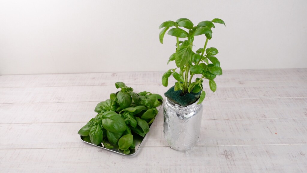 スイートバジルの水耕栽培に初心者がチャレンジ！種まき～発芽～本葉が生えるまで三度の飯より山ご飯が好き