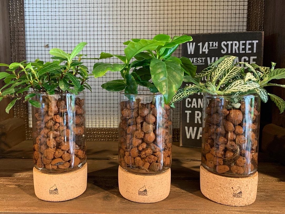 超簡単！ハイドロカルチャー水やり方法