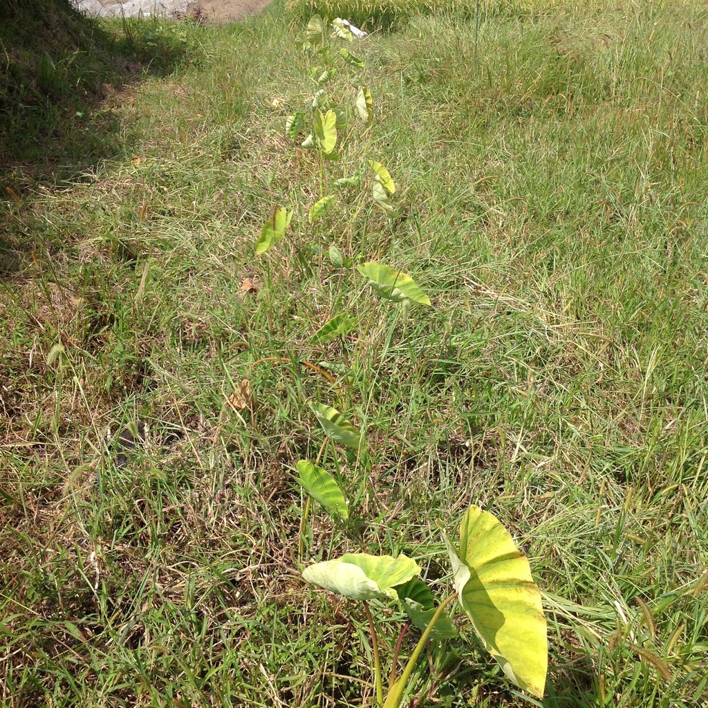 サトイモ疫病の防除対策 千葉県