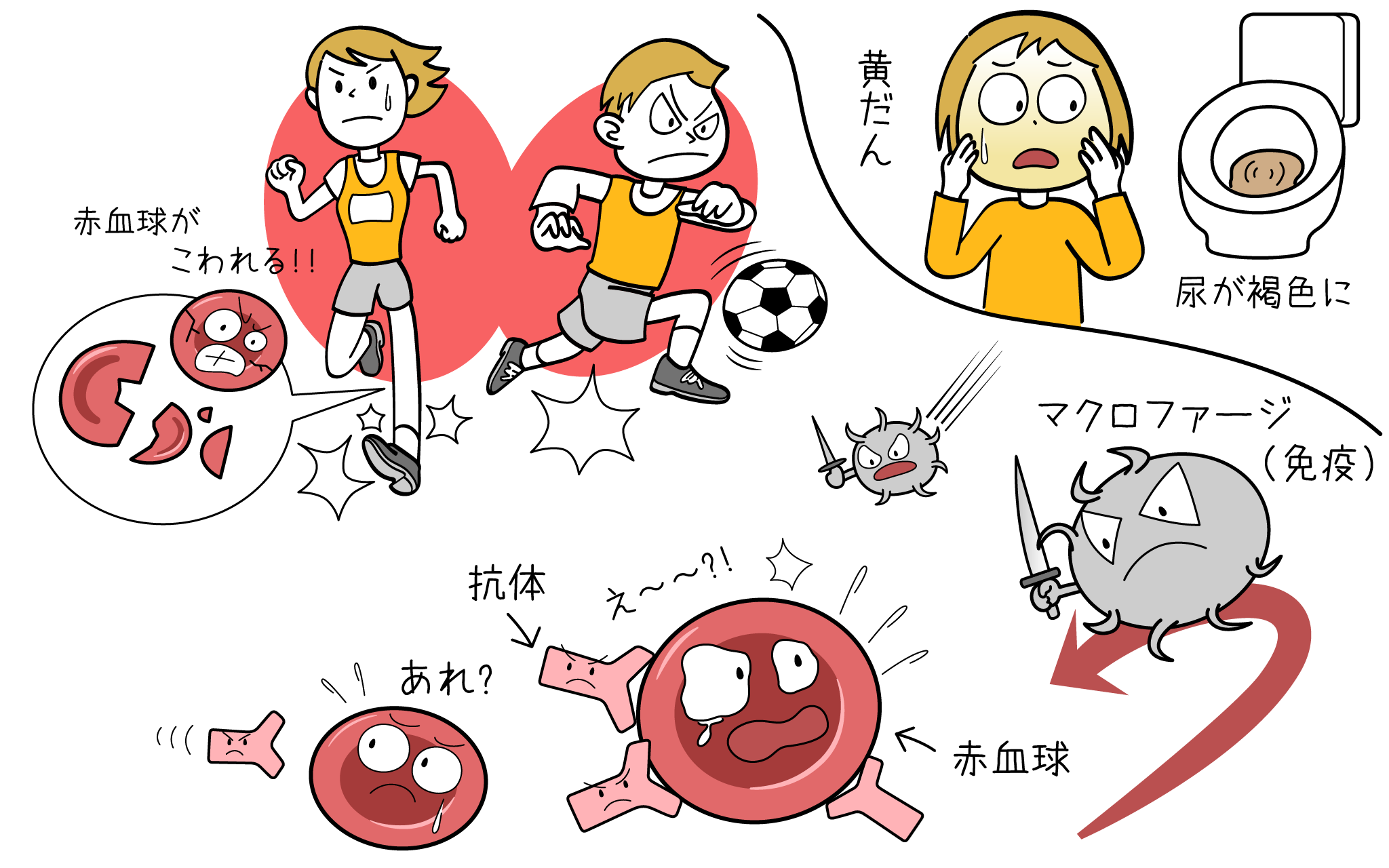 赤血球」の体をめぐる冒険！ 酸素・二酸化炭素を運ぶしくみと、血液の健康を保つ方法 親子で人体を学ぶHugKum はぐくむ