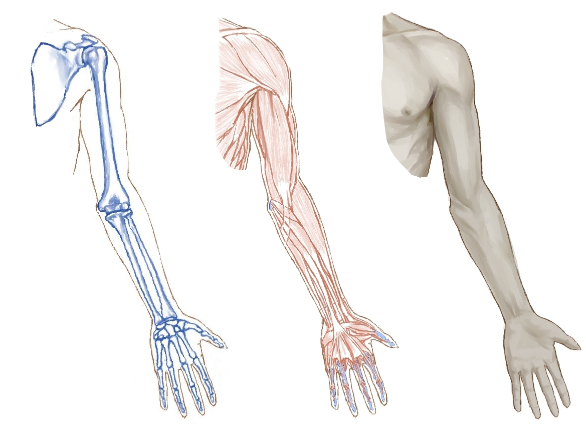 アンティークの人体解剖図 写真素材5016802- フォトライブラリ