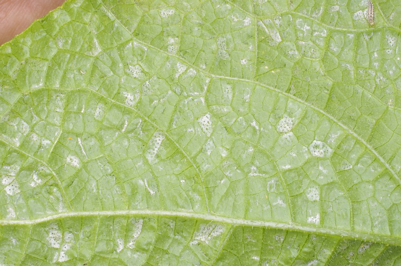 きゅうりの葉Ayaの日常日記