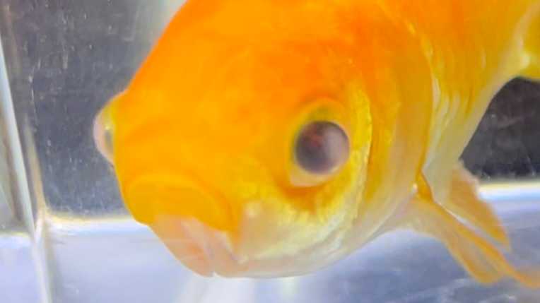 金魚の病気の一覧 - Wikipedia