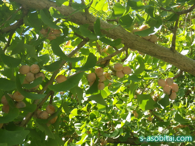 美味しいものにはクセがある！？銀杏 ぎんなん のお話一般財団法人 日本educe食育総合研究所