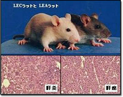 無菌室での実験用ラットの解剖。若い科学者のグループが、アルビノラットを使って分析し、実験を行います。動物実験。麻酔薬を使ってテーブルの上の実験用マウス。」の動画素材 ロイヤリティフリー 1007556283Shutterstock