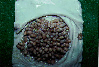 ウマバエの動画素材・映像 - PIXTA