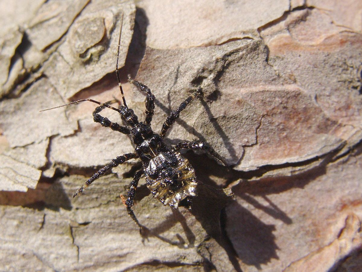 虫と毛虫小さな昆虫気持ち悪い 写真背景 無料ダウンロードのための画像 - Pngtree