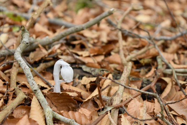 ユウレイタケ 幽霊茸 Monotropastrum humileきのこびと