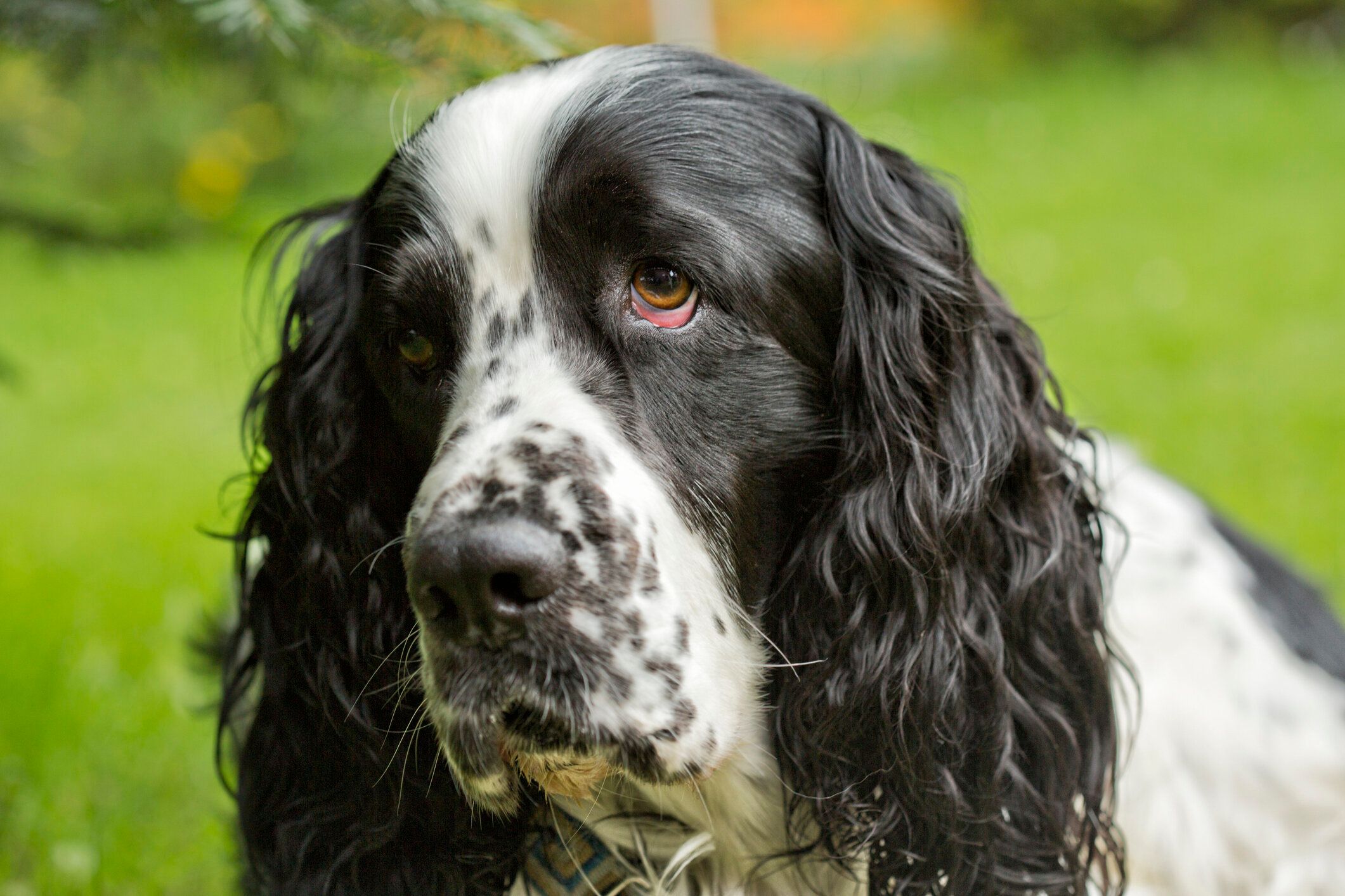 イングリッシュ・スプリンガー・スパニエルみんなのどうぶつ病気大百科