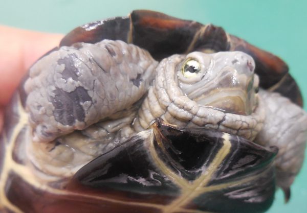 カメの水カビ病を治療する ！日々消毒中の甲羅の状況の観察
