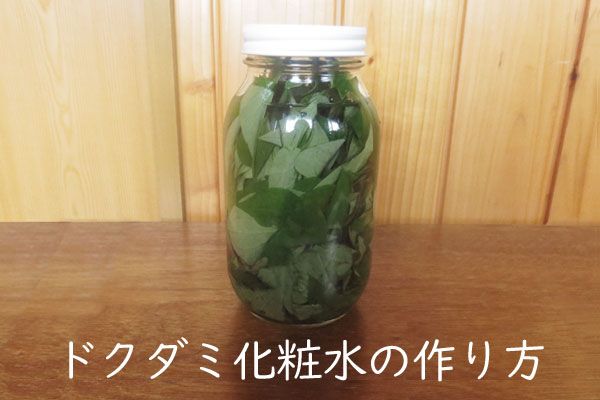 毎年恒例 庭に生えたどくだみで簡単化粧水作り : OKAME家の日々ひとかじり