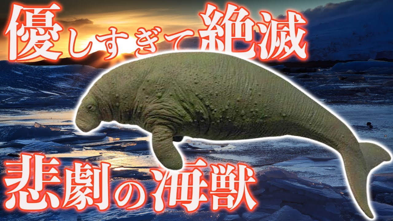 カブトガニの血液が青い理由とは？ヘモシアニンについて解説🫐💙TikTok