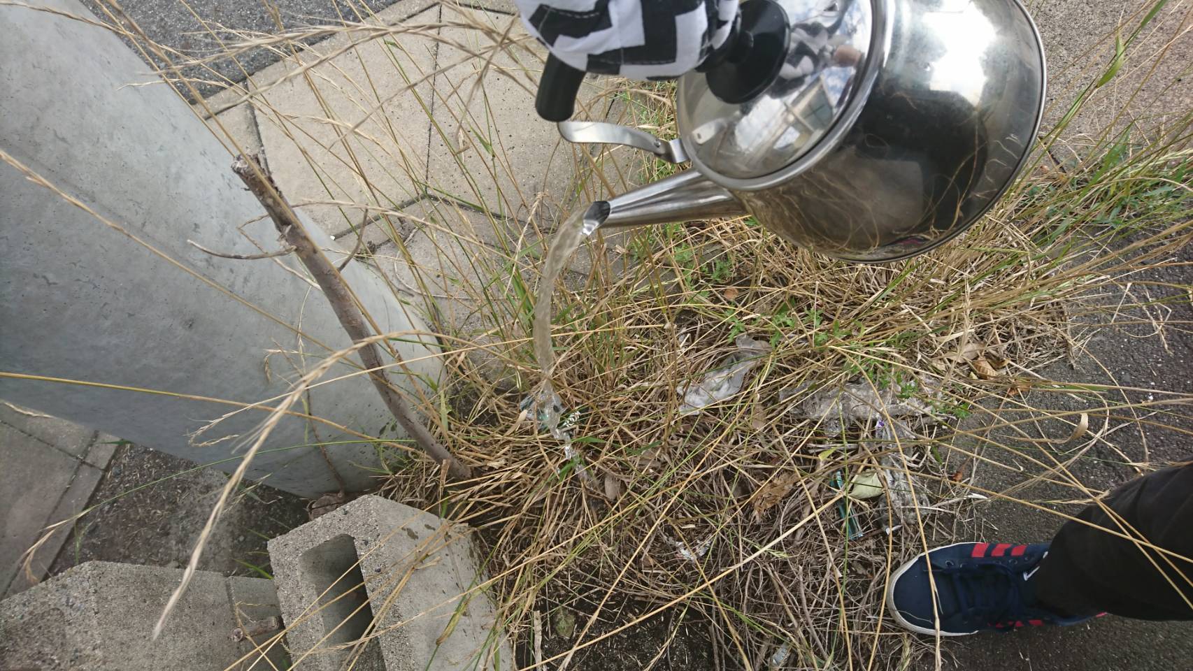 要注意！雑草対策で熱湯を使う4つのデメリットどうしても使う時の注意点ミドリス雑草対策クラピアの販売・施工