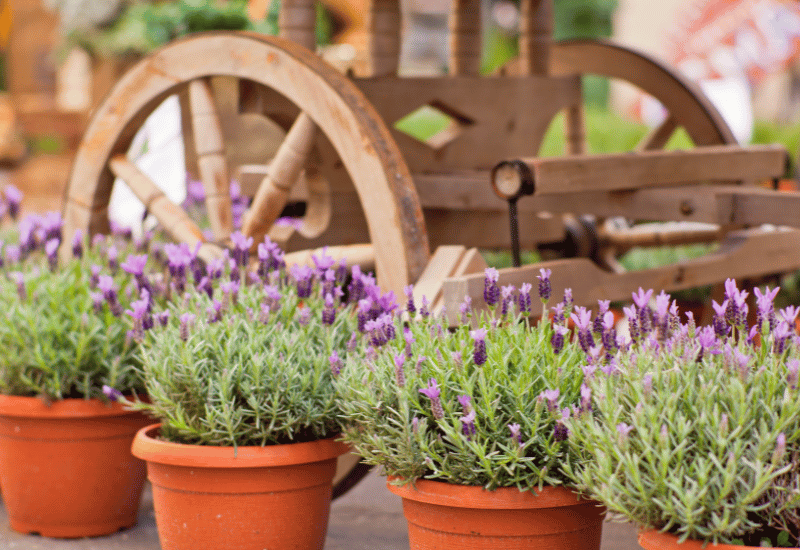 ラベンダーの育て方KINCHO園芸