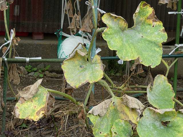 受粉したら実がなった！プランターでカボチャのほぼ水耕栽培！ – まあくんのなんでも体験記