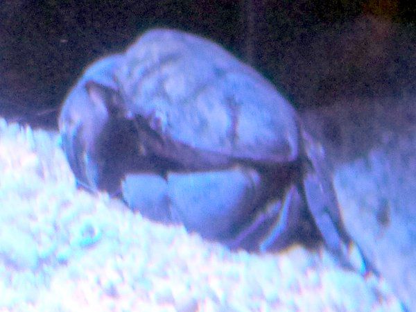 韓国の生物：ツブベニオウギガニナショナル ジオグラフィック日本版サイト