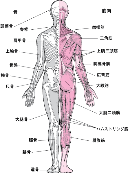 筋肉の名前と作用の完全図鑑 筋トレ部位の名称と共働筋・拮抗筋その鍛え方 - 武器屋.net BLOG