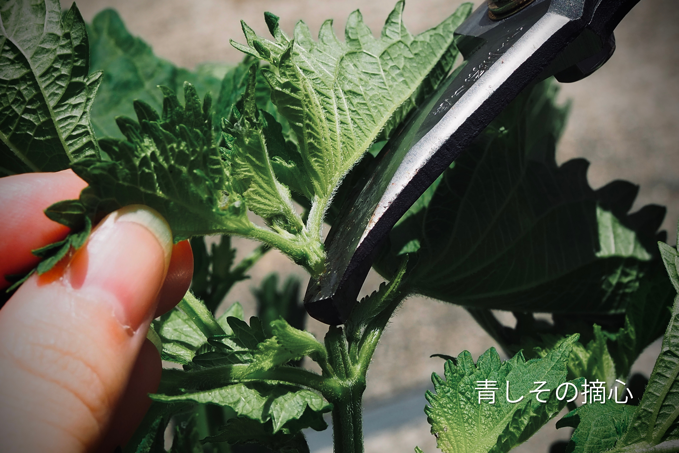 初心者でも簡単！しそ 大葉 の種からはじめるプランターでの育て方しま農研