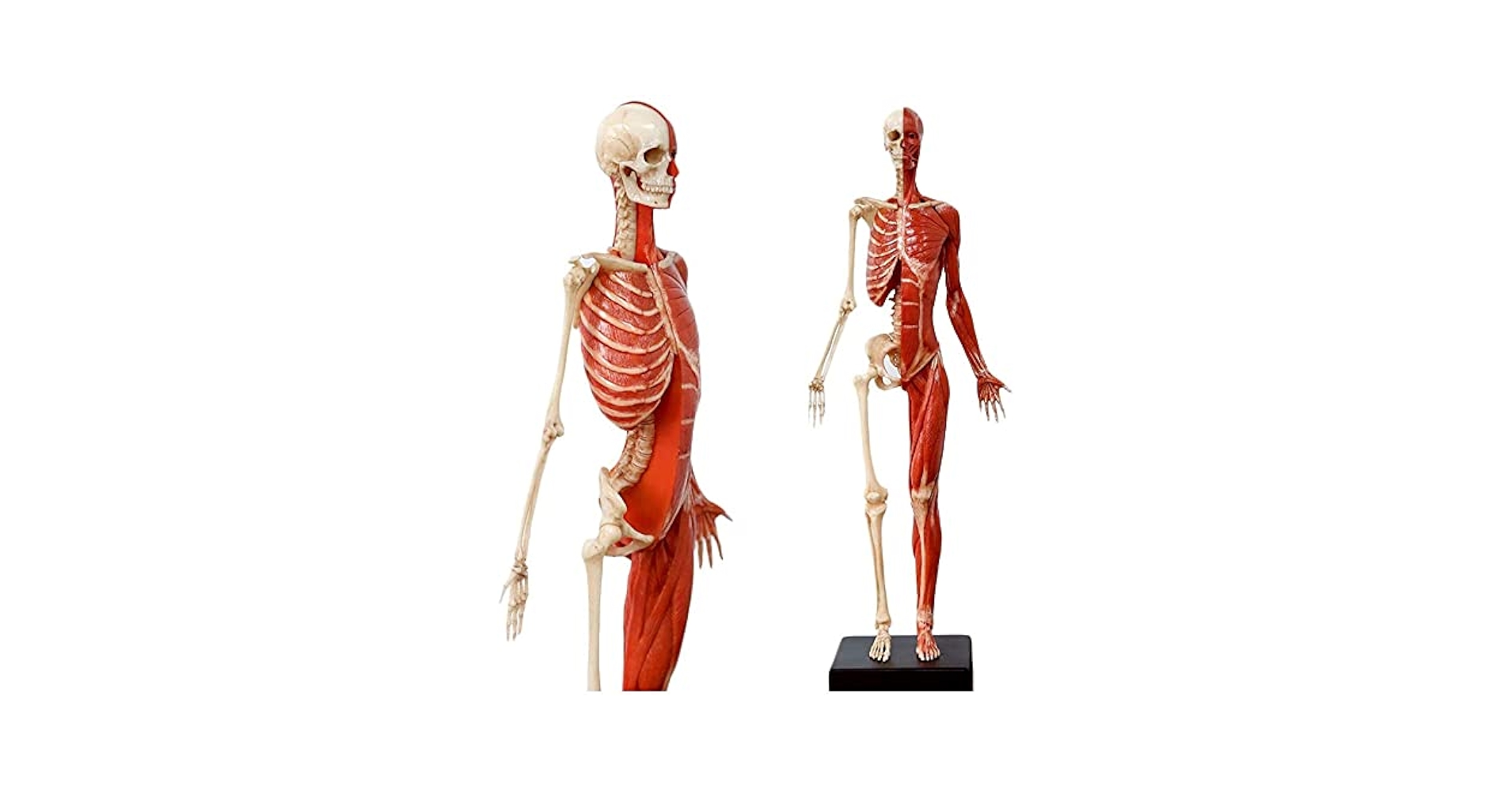 解剖モデル、11インチ人体解剖図モデル - 男性解剖図 - PU素材人体骨格解剖学的絵画モデル - 人体筋肉骨モデル - 医療アーティスト対応産業・研究開発用品