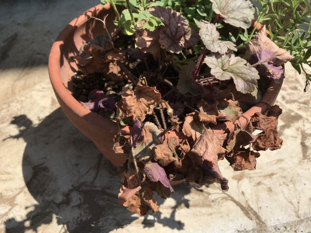 ヒューケラ ドルチェの育て方PROVEN WINNERSPW植物の国際ブランド