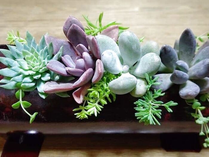 ペットボトルでミニ大根を栽培 雪小町２０日 してみた - 水耕栽培とアクアポニックスとプランターで家庭菜園