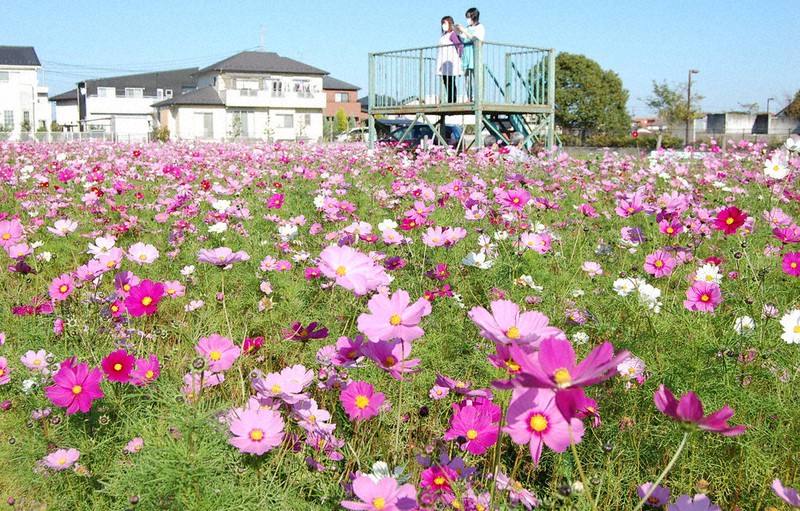 牛島古川公園（第II期）のひまわり広場 | ぴあエンタメ情報