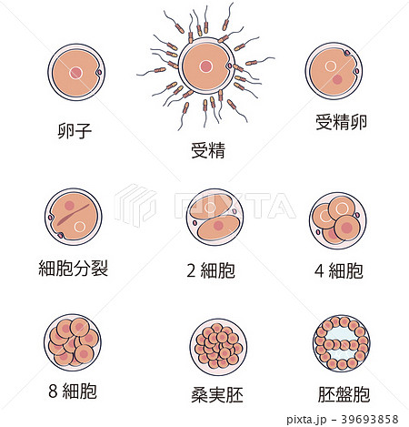受精卵子のセグメンテーションの段階 - ヒトの受精卵のベクターアート素材や画像を多数ご用意 - ヒトの受精卵, イラストレーション, ヒトの卵子 -iStock